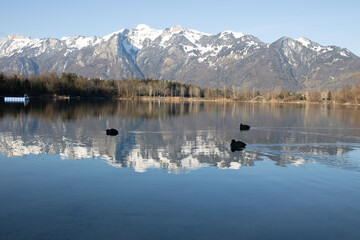 ein See im Februar, in dem umliegenden Wälder und Berge reflektieren und in dem Vögel schwimmen
