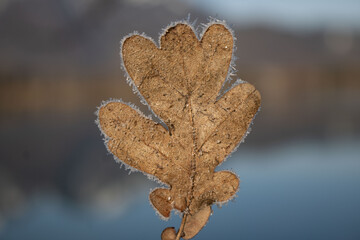 ein Eichenblatt an einem Wintermorgen mit noch sichtbarem Raureif auf dem Rand mit unscharfer Hintergrund