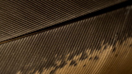close up of a feather