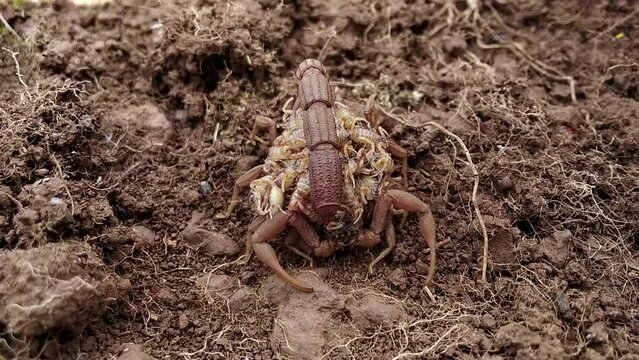 Female Indian red scorpion carrying babies on her back⁣