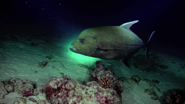 Giant caranx fish swim along bottom of ocean under light of lanterns. Family Carangidae, commonly known jacks or trevally, is family of predatory fish distributed throughout world oceans.
