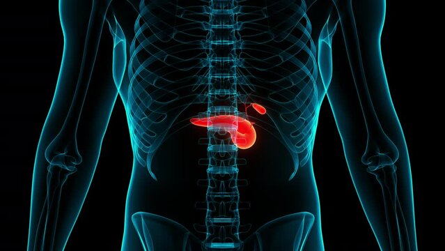 Human Internal Organs Pancreas with Gallbladder Anatomy Animation Concept