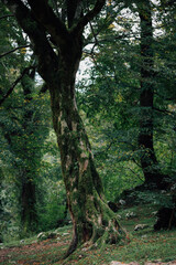 Fototapeta premium Close-up photo of an old beautiful tree trunk in an early autumn forest