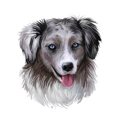 Miniature American shepherd, intelligent dog digital art illustration. MAS purebred trained to take part in sports, clever hound with long fur. Canine breed with stuck out tongue portrait? closeup