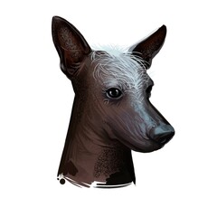 Mexican hairless dog, breed xoloitzcuintli, digital art illustration. Xoloitzcuintli xolo pet purebred of standard size. Mexico originated hound with no hair, portrait closeup isolated