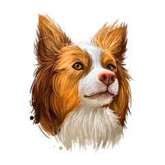 Miniature Australian shepherd, pet originated in USA digital art illustration. Herding working stock dog with long ears. Portrait closeup profile of Aussi canine, animal from United States