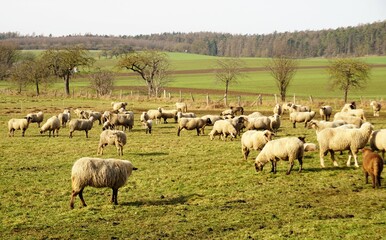 Schafherde auf grüner Wiese im Februar 