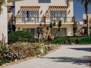 Local birds on the territory of the Hotel in Sharm El Sheikh.