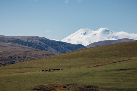 Photo of horses grazing on the foot of the hill in a meadow under sunlight in the morning on the background peak of Elbrus mountain. The photo was taken on the road to the plateau Bermamyt