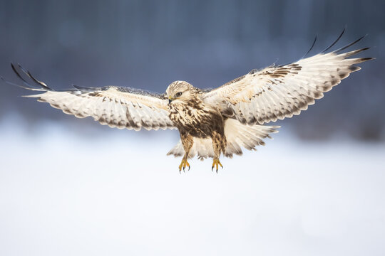 landing Rough-legged Buzzard Buteo lagopus in the fields in winter snow, buzzards in natural habitat, hawk bird on the ground, predatory bird close up winter bird