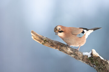 Bird Eurasian Jay Garrulus glandarius sitting on the branch Poland, Europe