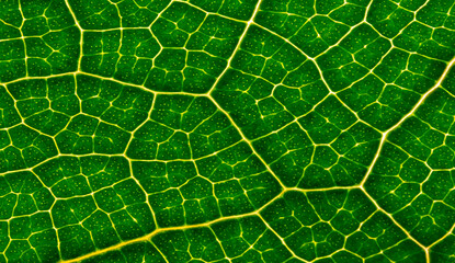 macrophotography of a tropical leaf - leaf texture, leaf background with veins and cells in the detail