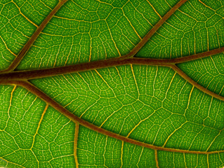 macrophotography of a tropical leaf - leaf texture, leaf background with veins and cells in the detail