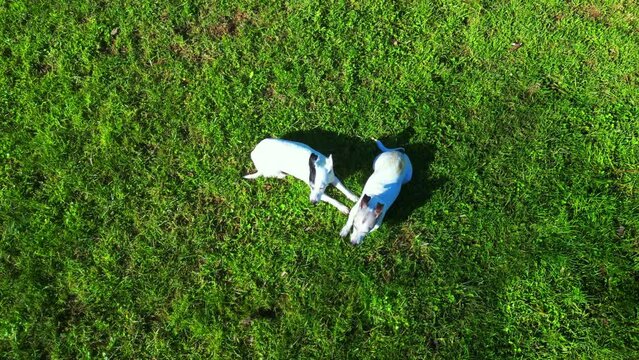 Ascendig view from two jack russell terrier  lying on grass.