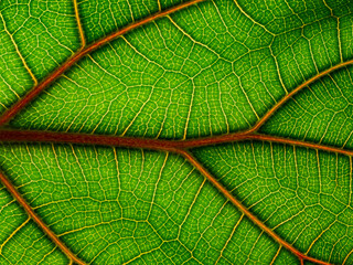 macrophotography of a tropical leaf - leaf texture, leaf background with veins and cells in the detail