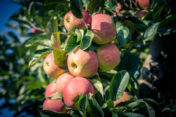 Äpfel im alten Land bei Hamburg