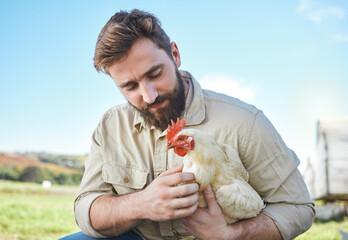 Farming, food and man with a chicken on a farm for business, ecology and working in agriculture....