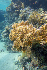 Colorful, picturesque coral reef at bottom of tropical sea, yellow fire coral, underwater landscape