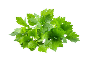 Celery leaf isolated on transparent png