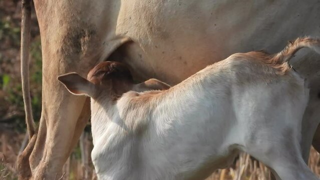 Baby cow drinking milk in her mom .