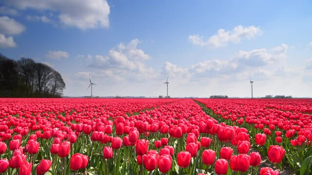 Red tulips growing in a field with clouds above in holland