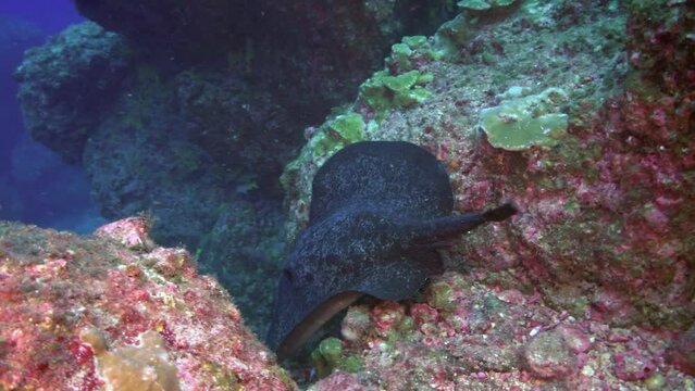 Back-spotted stingray descends to bottom of underwater ocean in Costa Rica. Black-spotted Stingray is unique species of ray found in ocean, easily recognizable by its distinctive tail.
