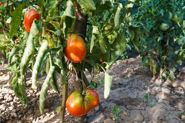 Ripe organic tomatoes growing in garden ready to harvest. Bio tomatoes. 