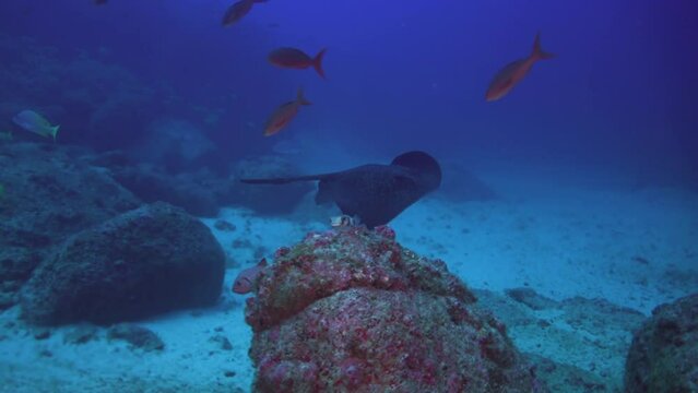 Black-spotted stingray floats on underwater ocean floor in Costa Rica. Black-spotted Stingray is unique species of ray found in ocean, easily recognizable by its distinctive tail.