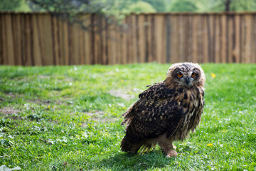 young Eurasian Eagle Owl (Bubo bubo)