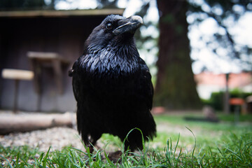 Black raven standing on ground