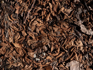 Foglie marroni cadute a terra nel bosco in autunno, letto di foglie morte