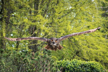flying Eurasian Eagle Owl