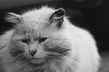 Black and white portrait of a fluffy cat. Black and white photo