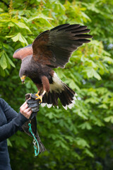 Eagle on falconer's hand