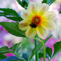 Beautiful Yellow dahlia flower and bumblebee in the garden. Soft focus
