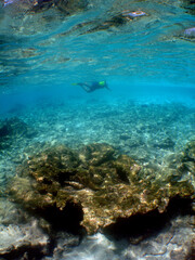 a person snorkeling on a reef in the caribbean sea