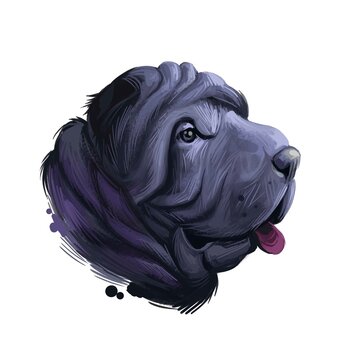 Miniature mini shar pei dog, profile portrait digital art illustration. Pet bred from recessive gene of shar-pei, Chinese originated puppy. Animal from China with wide padded muzzle, highly set ears.