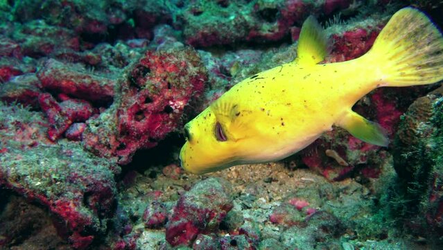 Fish Arothron nigropunctatus, Yellow belly Dogface Puffer on seabed. It is named for its distinctive yellow belly and black spots on its body.