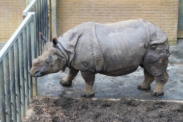 Greater one horned rhinoceros