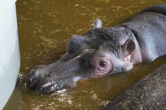 Hippopotamuses