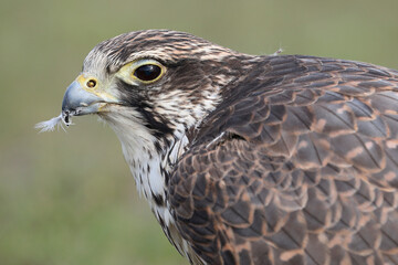 Portrait of a Saker Falcon with a feather of its prey in its beak
