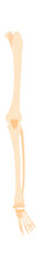 Fototapeta premium Leg bones flat icon Human anatomy