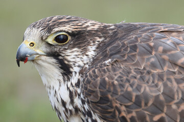 Portrait of a Saker Falcon against a green background
