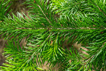 A branch of a coniferous tree fir