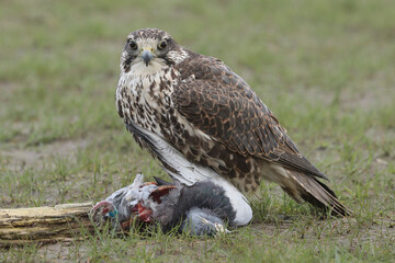 Portrait of a Saker Falcon on top of its prey
