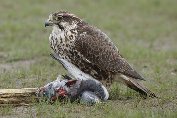 Portrait of a Saker Falcon on top of its prey
