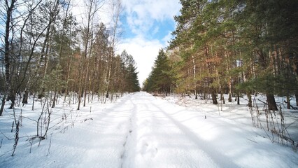 A winter forest in sunny weather. View in motion.