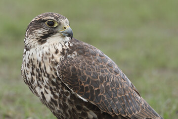 Portrait of a Saker Falcon against a green background
