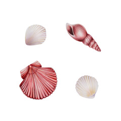 Watercolor composition with shells. Hand painting clipart underwater life objects on a white isolated background. For designers, decoration, postcards, wrapping paper, scrapbooking, covers