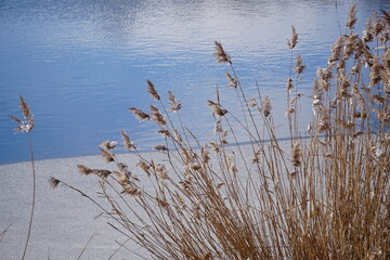 Dried reeds on half frozen lake in winter